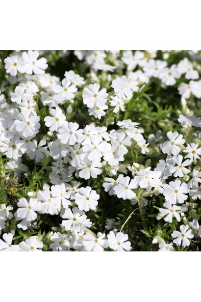 Флокс шилоподібний White Delight у білому цвітінні